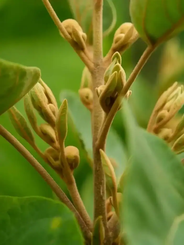 Foto de cerca de una planta de Paulownia