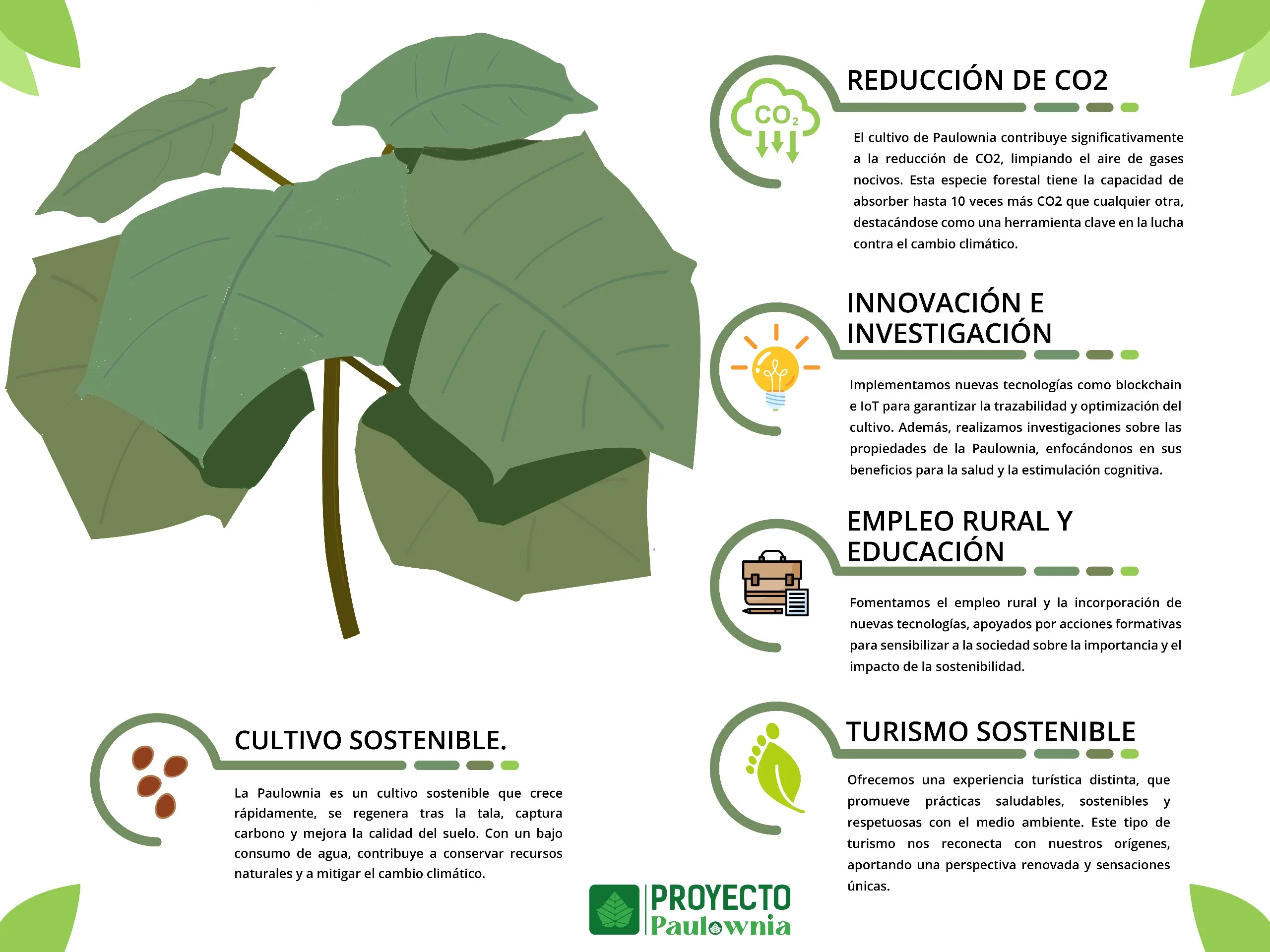 Esquema de Cultivo sostenible de Paulownia