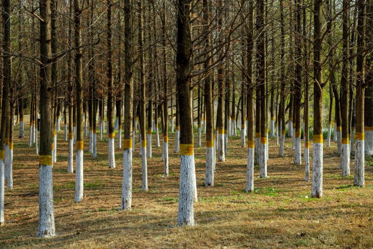 El activo verde definitivo: Cómo la Paulownia transforma la compensación de carbono en rentabilidad