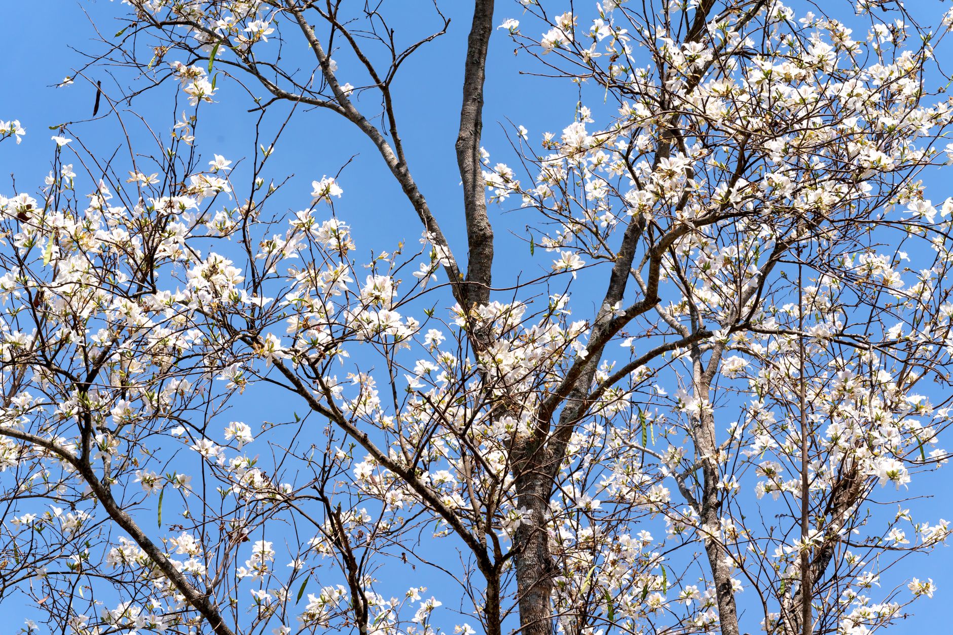 El origen del árbol emperatriz