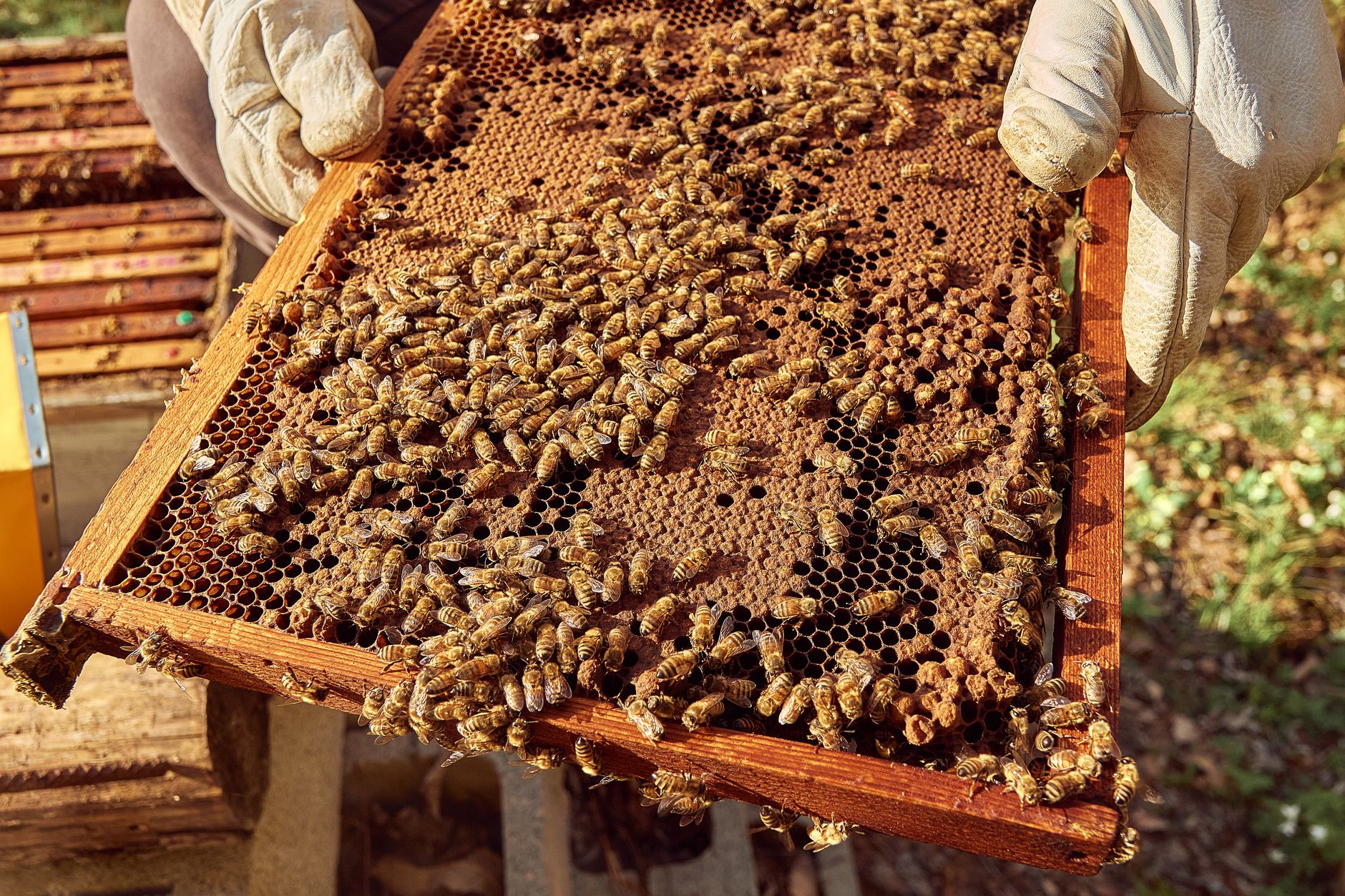 Miel de Paulownia: el oro líquido